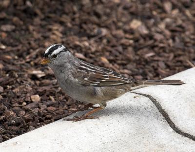 White-crowned Sparrow