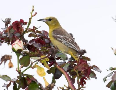 Hooded Oriole - female