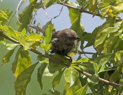 Female Bushtit