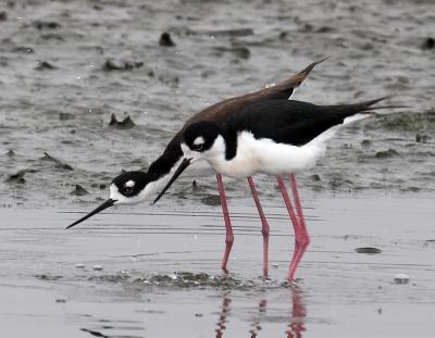 Black-necked Stilts - mating sequence