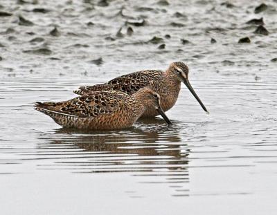 Short-billed Dowitcher