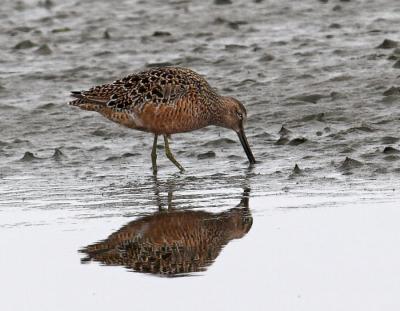 Short-billed Dowitcher