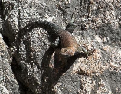 Granite Spiny Lizard  (Sceloporus orcutti orcuttii)