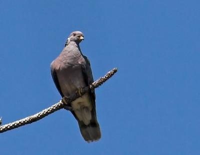 Band-tailed Pigeon
