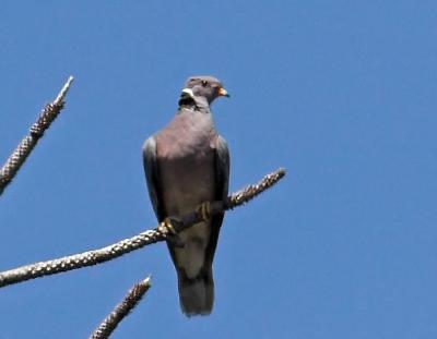 Band-tailed Pigeon