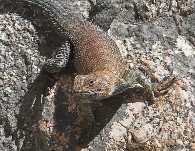 Granite Spiny Lizard - close up