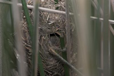 Marsh wren nest