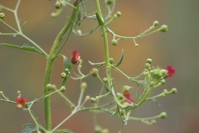 California Bee Plant (Scrophularia californica)