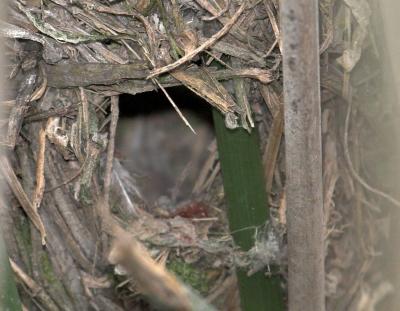 Marsh wren nest close up