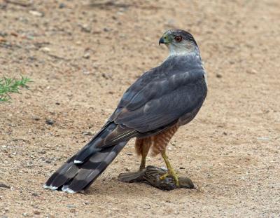 Cooper's Hawk with sparrow