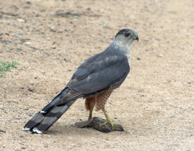 Cooper's Hawk with sparrow