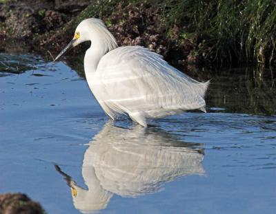 Snowy Egret