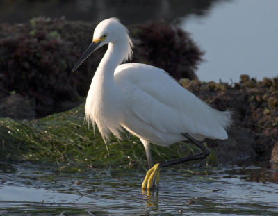 Snowy Egret