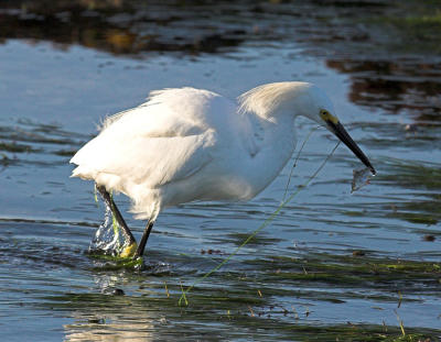 Snowy Egret with fish