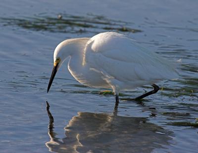 Snowy Egret
