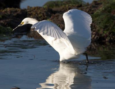 Snowy Egret