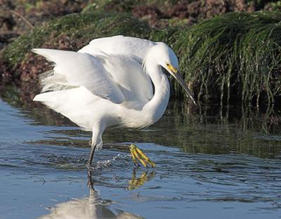 Snowy Egret