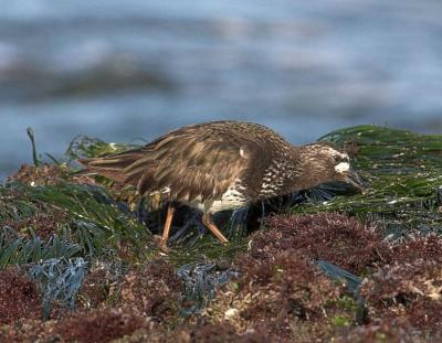 Black Turnstone - breeding coloration