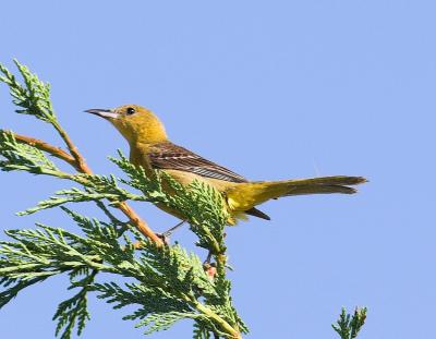Hooded Oriole - female