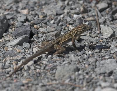 Southern California  Side-blotch Lizard (Uta stansburiana hesperis)