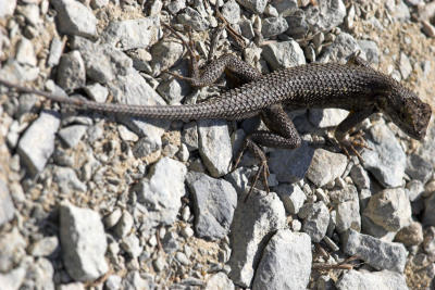 Western Fence Lizard (Sceloporus occidentalis)