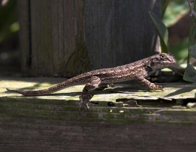 Western Fence Lizard (Sceloporus occidentalis)