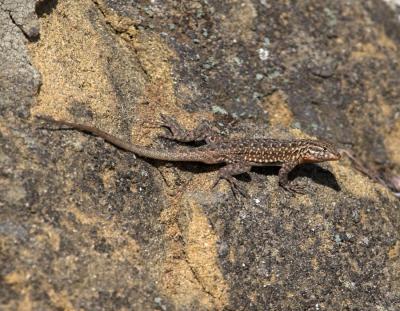 Southern California  Side-blotch Lizard (Uta stansburiana hesperis)