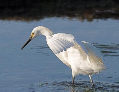 Snowy Egret