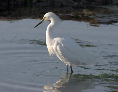 Snowy Egret