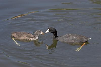 Adult Coot feeding young