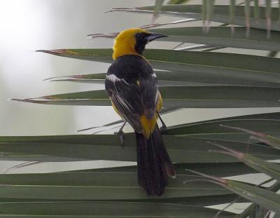 Hooded Oriole - male