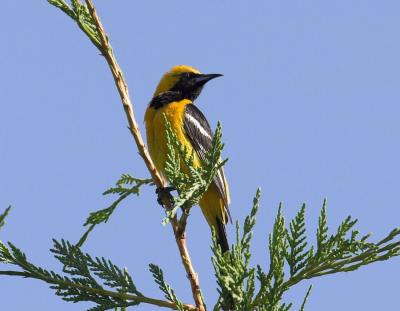 Hooded Oriole - male