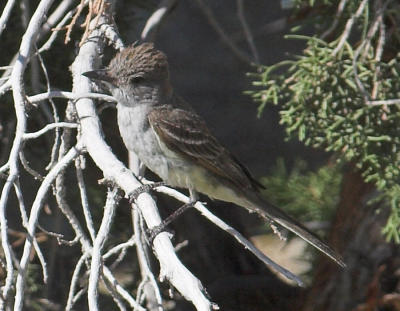 Brown-crested Flycatcher