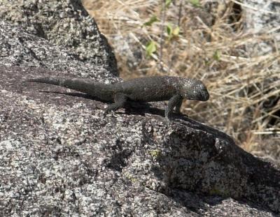 Desert Spiny Lizard  (Sceloporus orcutti)