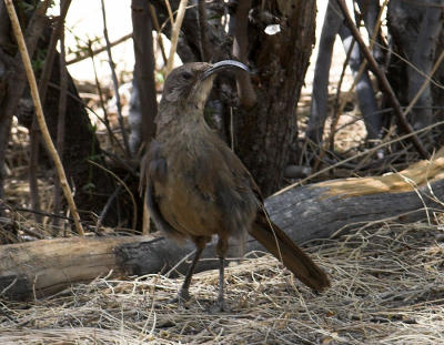 California Thrasher