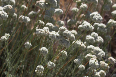 California Buckwheat (Eriogonum fasciculatum  polifolium)