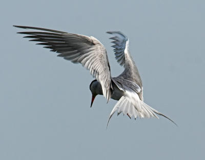 Forsters Tern