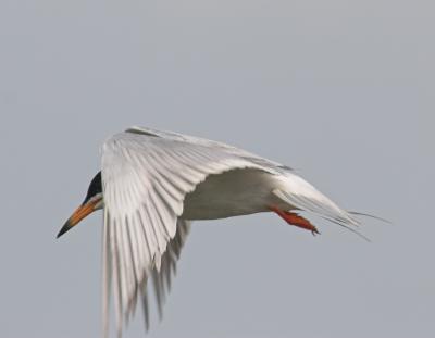 Forsters Tern