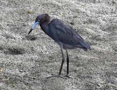 Little Blue Heron