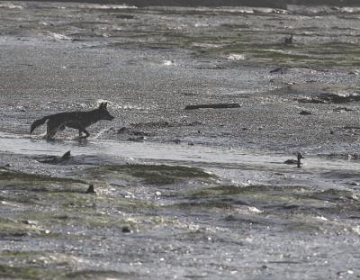 Coyote giving chase