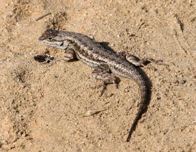 Western Fence Lizard (<em>Sceloporus occidentalis</em>)