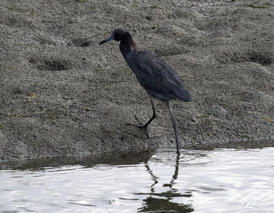 Little Blue Heron