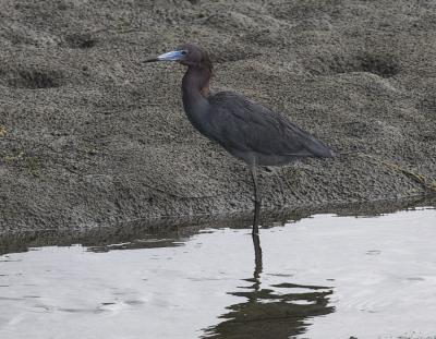 Little Blue Heron