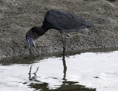 Little Blue Heron