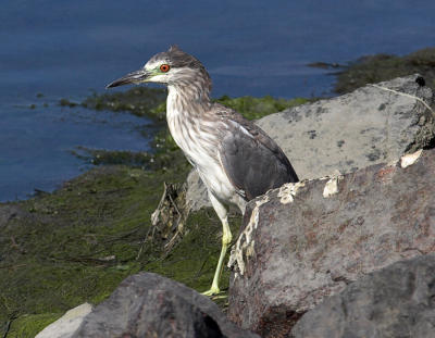 Black-crowned Night Heron -immature