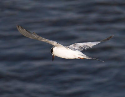 Forsters Tern - immature