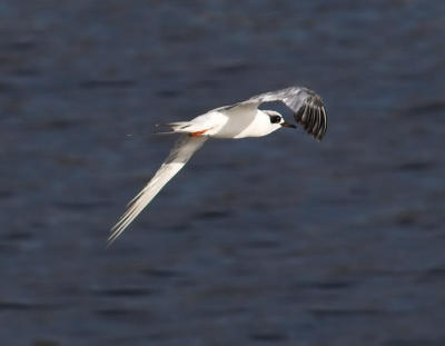 Forsters Tern - immature