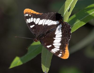 Lorquin's Admiral (Limenitis lorquini)