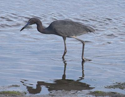 Little Blue Heron