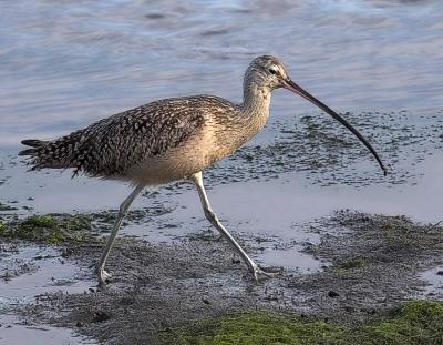 Long billed Curlew